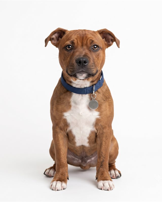 A brindle Staffordshire bull terrier puppy in the same studio