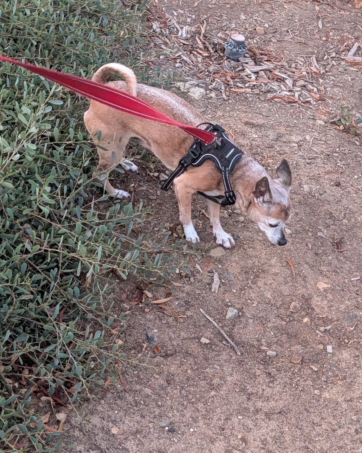 Riley Dogg